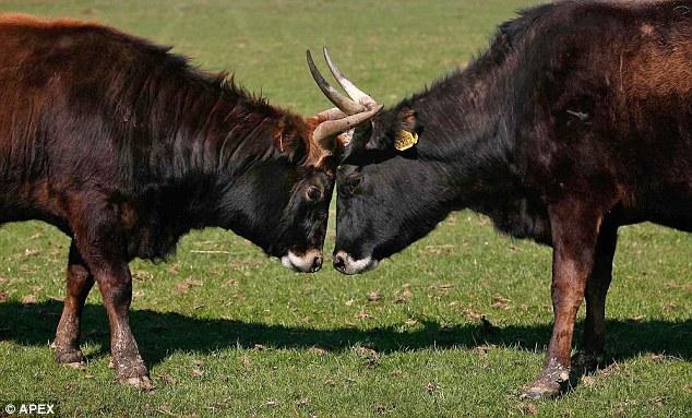 Les généticiens ont cherché dans les taureaux de combats espagnol l'agressivité et la fougue de l'animal sauvage