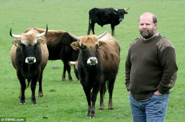 Derek Dow a dû se séparer de la moitié de son troupeau d'auroch: 