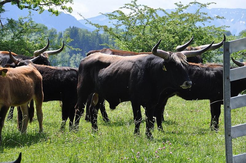 Les aurochs modernes sont plus petits que leurs ancêtre mais leur agressivité est intacte.