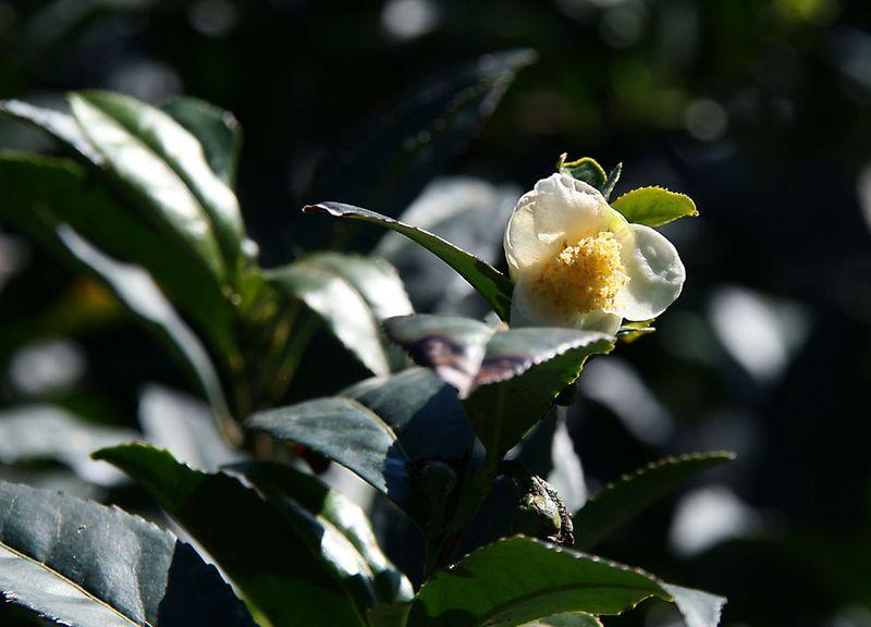 Tea blossom theier fleur