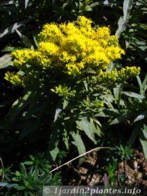 Une plante vivace envahissante: le solidago