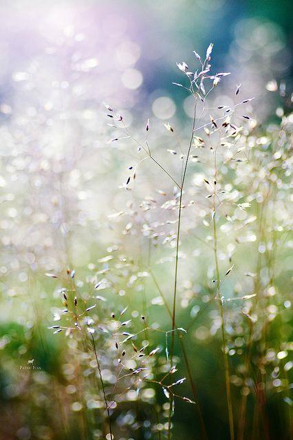 Rien qu'aujourd'hui... la beauté herbes folles