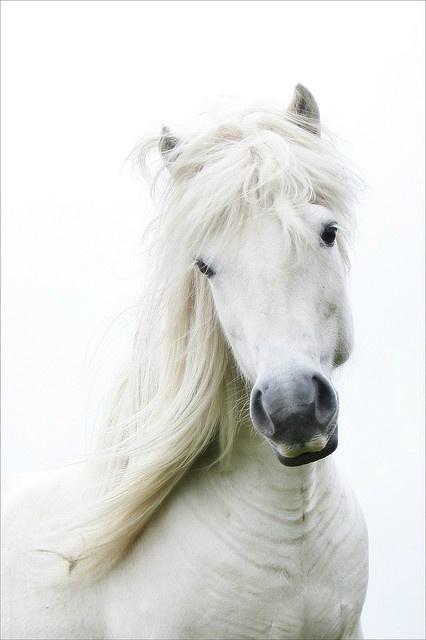 Rien qu'aujourd'hui... la beauté cheval blanc