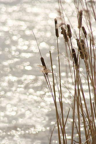 Rien qu'aujourd'hui... la beauté jonc