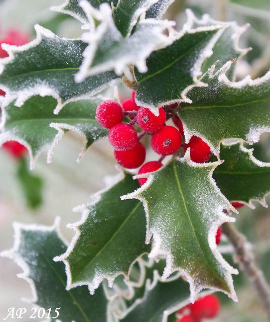Votre plus belle photo / Your Best Photo Houx givré / Frosted Holly