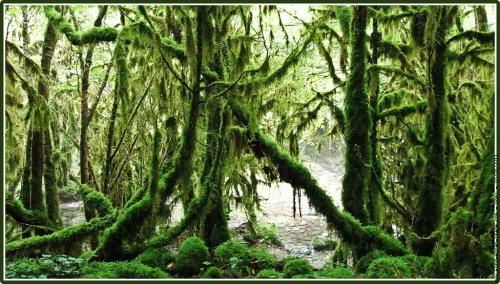 Cap au sud petite-amazonie-2.jpg