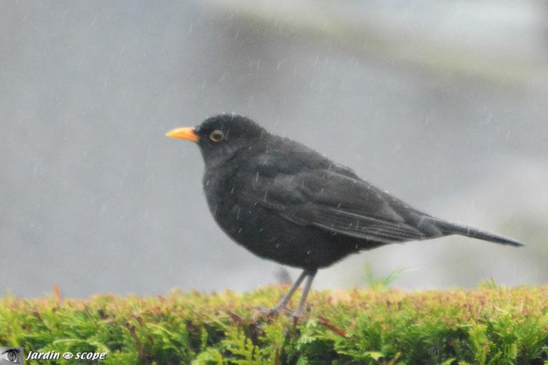 Merle noir - Turdus merula 