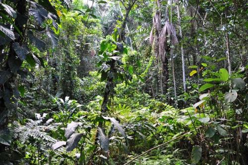 Le vieux qui lisait des histoires d'amour - Luis Sépulveda jungle.jpg