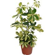 Une plante verte d'intérieur: le schefflera Une plante verte d'intérieur: le schefflera