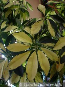 Une plante verte d'intérieur: le schefflera Une plante verte d'intérieur: le schefflera