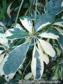 Une plante verte d'intérieur: le schefflera Une plante verte d'intérieur: le schefflera