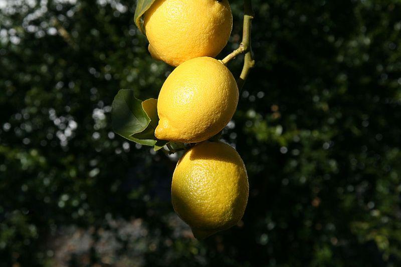 Limone Ovale di Sorrento