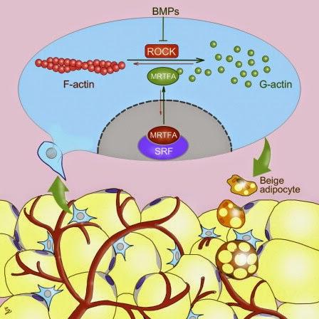 #Cell #MRTFA #UCP1 #myocardine #adipocytes Facteur de Transcription A Relié à la Myocardine Soumet à Régulation la Conversion des Cellules Progénitrices en adipocytes Beige
