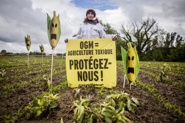 En toute discrétion, l’Union Européenne vient de mettre fin au blocage des OGM