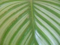 Le calathea est une plante verte très décorative