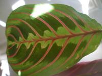 Le calathea est une plante verte très décorative