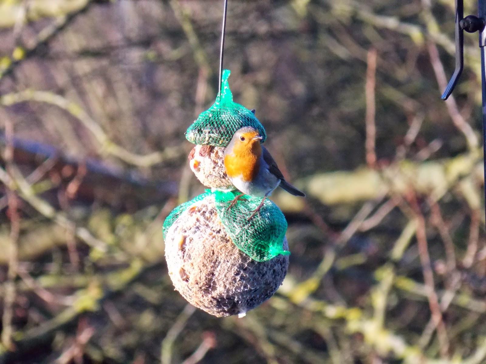 Des oiseaux dans le jardin, en janvier