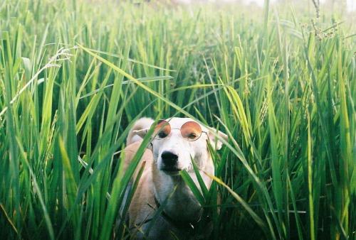 Gluta - Happiest dog - Supapanda (24)