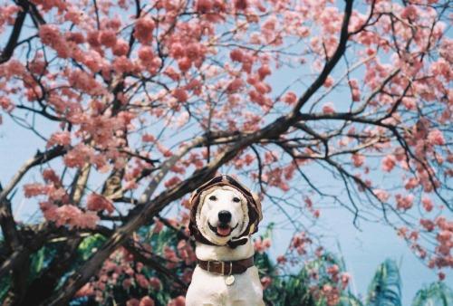 Gluta - Happiest dog - Supapanda (25)