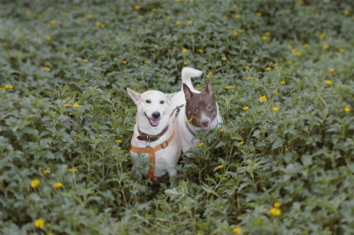 Gluta - Happiest dog - Supapanda (17)