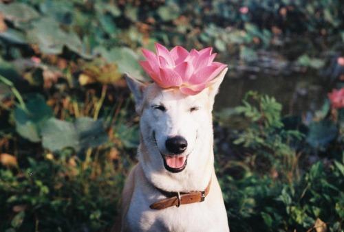 Gluta - Happiest dog - Supapanda (20)