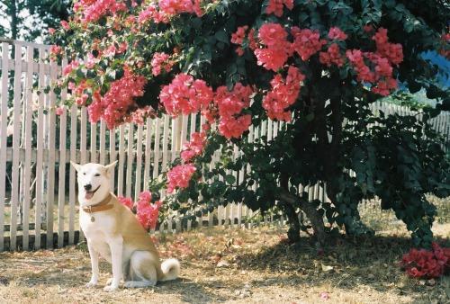 Gluta - Happiest dog - Supapanda (16)
