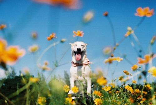 Gluta - Happiest dog - Supapanda (27)