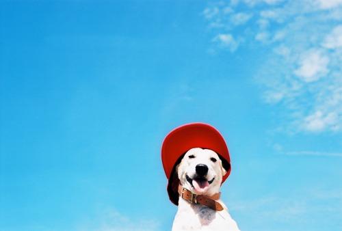 Gluta - Happiest dog - Supapanda (1)