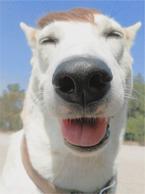 Gluta - Happiest dog - Supapanda (7)