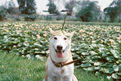 Gluta - Happiest dog - Supapanda (23)
