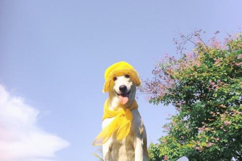 Gluta - Happiest dog - Supapanda (14)