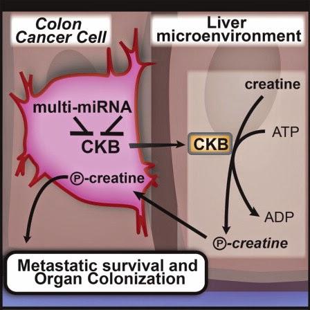 #Cell #cancercolorectal #métastases #foie #miARN #miR-551a #miR-483 #SLC6A8 #CKB #phophocréatine L’énergie métabolique d’origine extracellulaire peut promouvoir la progression du cancer