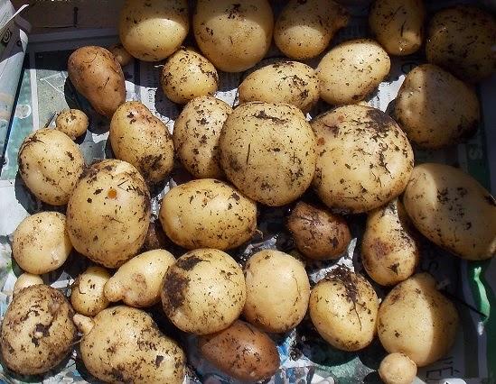 Pommes de terre et autres tubercules : mon choix pour cette année