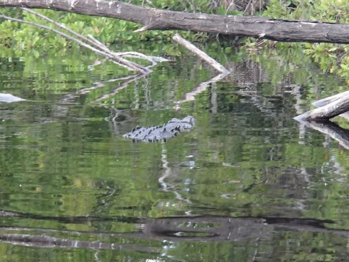 La Ventanilla : tourisme communautaire et écolo dans la lagune aux crocodiles