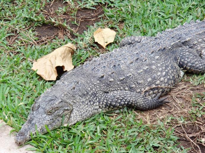La Ventanilla : tourisme communautaire et écolo dans la lagune aux crocodiles