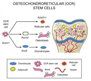 ARTHROSE, OSTÉOPOROSE: L'espoir d'une nouvelle thérapie cellulaire – Cell