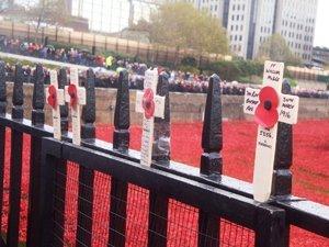 Poppies' day ! Poppies' day !