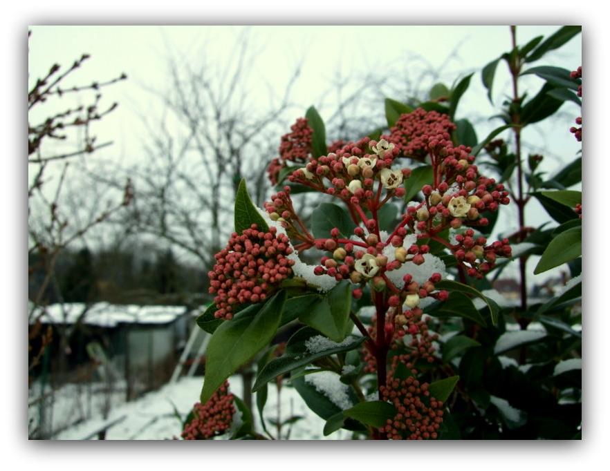 Un arbuste fleuri en hiver: le laurier-tin