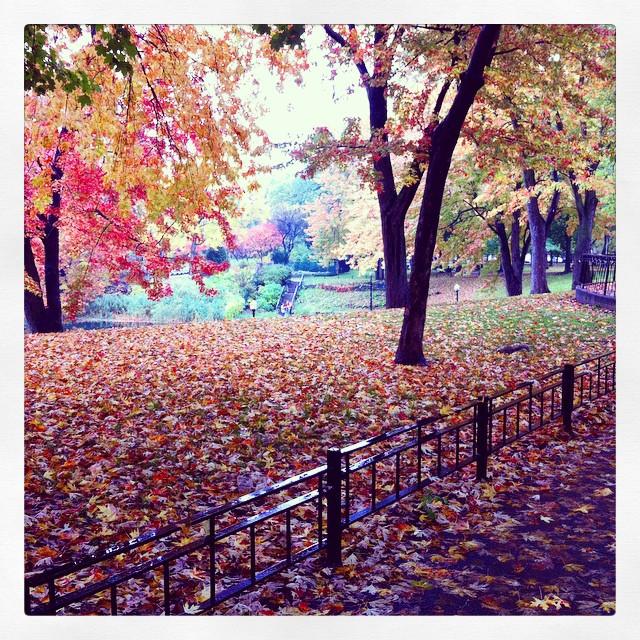 Montreal automne parc