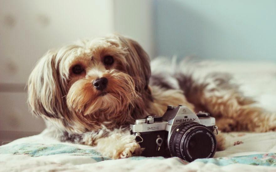 Ces animaux qui aiment les appareils photos
