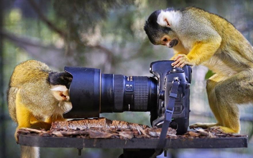 Ces animaux qui aiment les appareils photos
