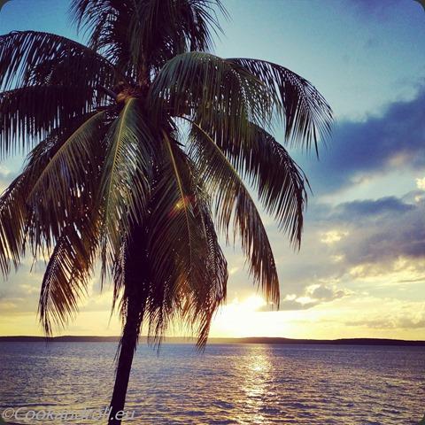 Cuba Cienfuegos Palmier Mer Cuba Cienfuegos Palmier Mer