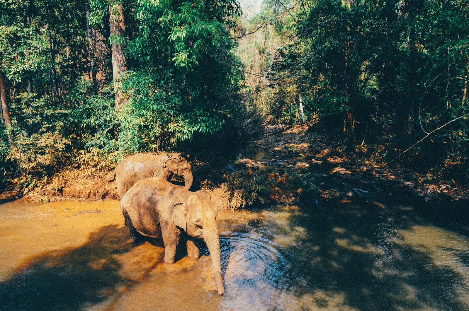 Elephant Valley Project, Sen Monorom Elephant Valley Project, Sen Monorom