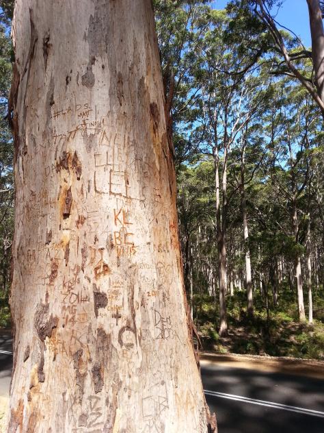 Le jour où j’ai nourri des raies à Hamelin Bay Hamelin Bay giant trees 7