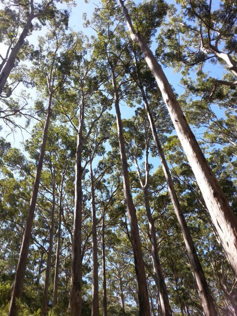 Le jour où j’ai nourri des raies à Hamelin Bay Hamelin Bay giant trees 6