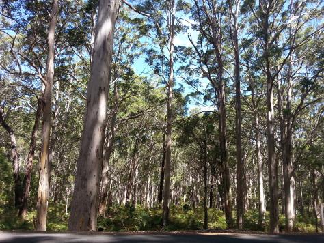 Le jour où j’ai nourri des raies à Hamelin Bay Hamelin Bay giant trees