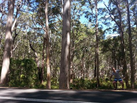 Le jour où j’ai nourri des raies à Hamelin Bay Hamelin Bay giant trees 3