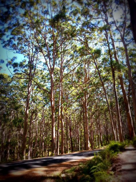 Le jour où j’ai nourri des raies à Hamelin Bay Hamelin Bay giant trees