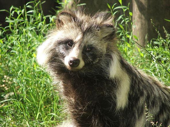 Présence du chien viverrin en Lorraine chien viverrin