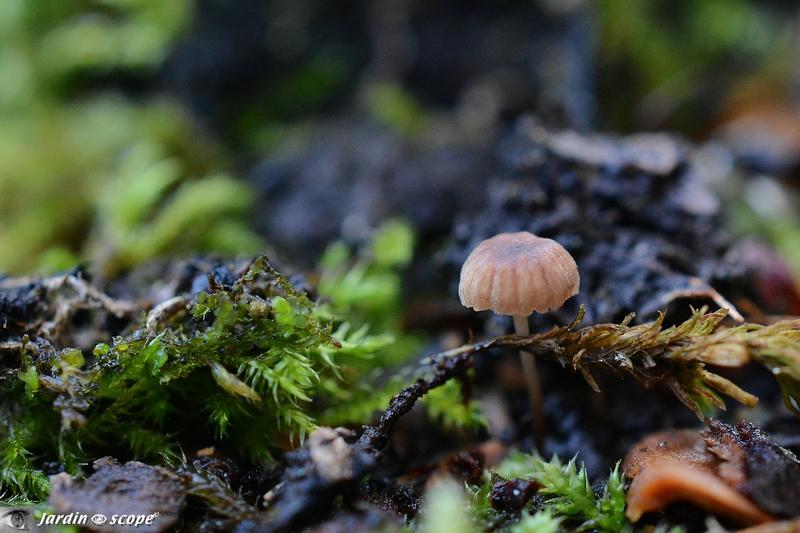 Calendrier lunaire pour jardiner en Février 2015 Micro-champignon